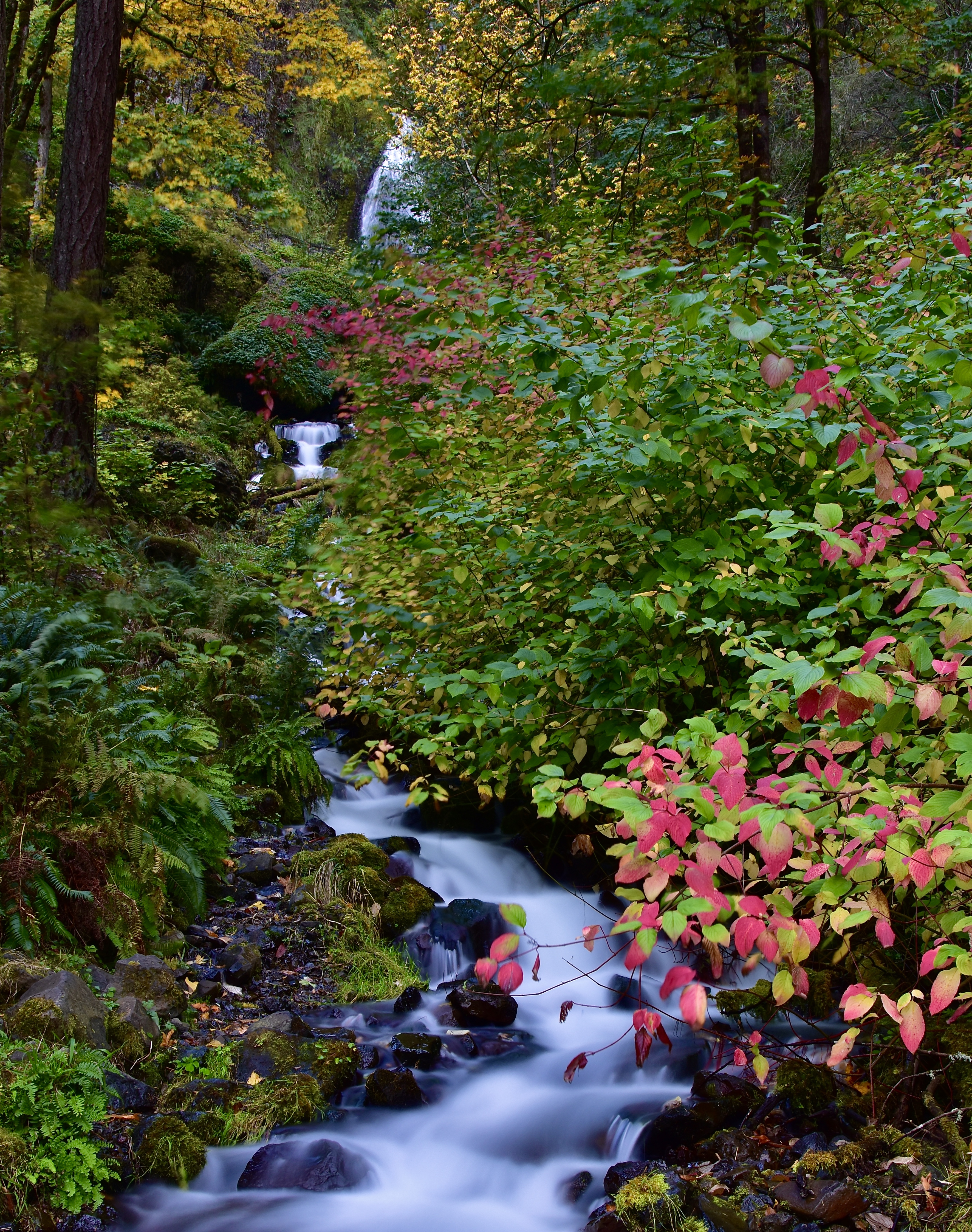 A Columbia River Gorge stream in autumn