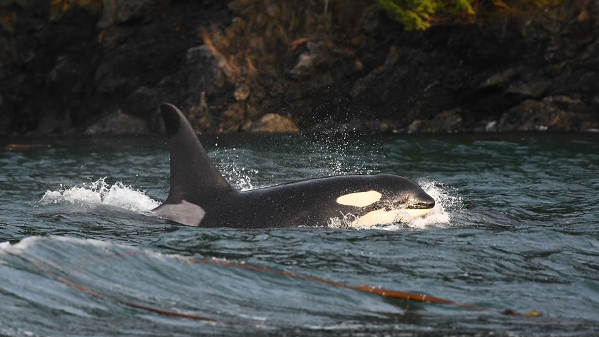 An orca surfacing in Puget Sound