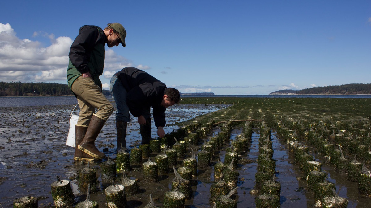 Two field workers inspect rows of netted shellfish bags on a Puget Sound tide flat at low tide