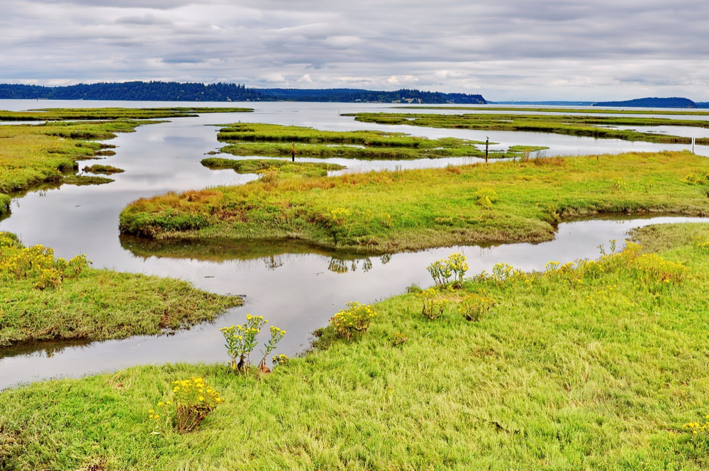 Salt marsh estuary at low tide, tidal channels winding through bright green sedges and yellow wildflowers toward a forested Puget Sound shoreline.