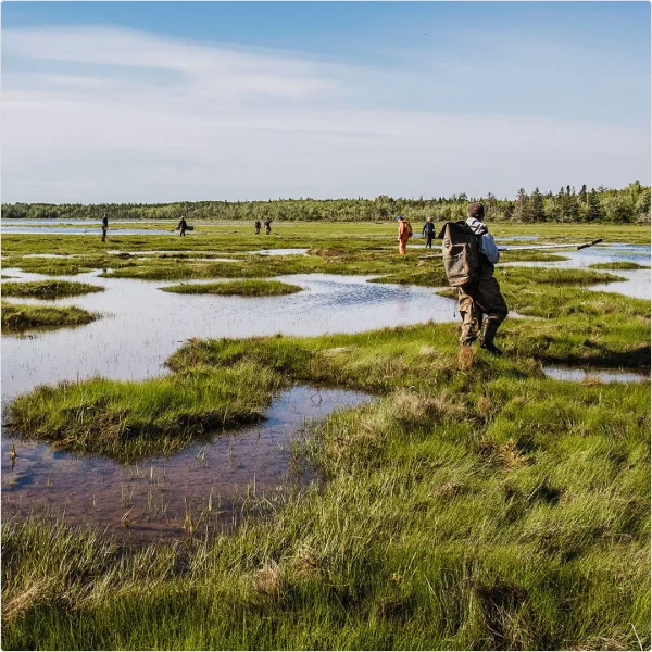 South Bay ponds returning to tidal action