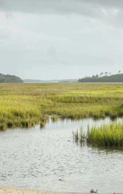 Tidal marsh edge