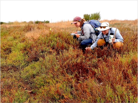 Researchers conducting field monitoring in a tidal marsh
