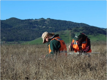 Field crew surveying San Francisco Estuary wetlands